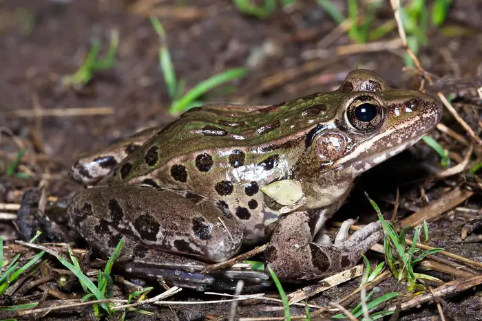 A photo of the Atlantic Leopard Frog